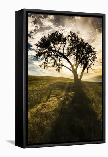 Single tree silhouetted at sunrise, Palouse region of Eastern Washington State.-Adam Jones-Framed Stretched Canvas