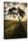 Single tree silhouetted at sunrise, Palouse region of Eastern Washington State.-Adam Jones-Stretched Canvas