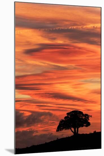 Single tree silhouetted at sunrise, Yellowstone National Park, Wyoming-Adam Jones-Mounted Photographic Print
