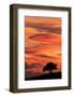 Single tree silhouetted at sunrise, Yellowstone National Park, Wyoming-Adam Jones-Framed Photographic Print