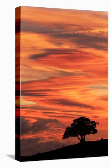 Single tree silhouetted at sunrise, Yellowstone National Park, Wyoming-Adam Jones-Stretched Canvas