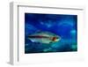 Single Trout Swimming in Clear Blue Water in Stream or Lake-eric1513-Framed Photographic Print