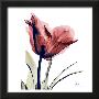 Single Tulip in Red-Albert Koetsier-Framed Art Print