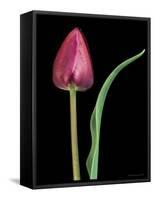 Single Tulip Stem, Maplethorpe Style, Rochester, Michigan, USA-Claudia Adams-Framed Stretched Canvas