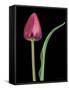 Single Tulip Stem, Maplethorpe Style, Rochester, Michigan, USA-Claudia Adams-Framed Stretched Canvas