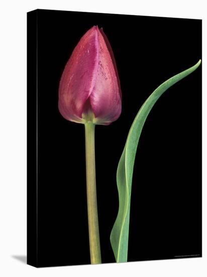 Single Tulip Stem, Maplethorpe Style, Rochester, Michigan, USA-Claudia Adams-Stretched Canvas