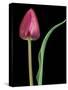 Single Tulip Stem, Maplethorpe Style, Rochester, Michigan, USA-Claudia Adams-Stretched Canvas