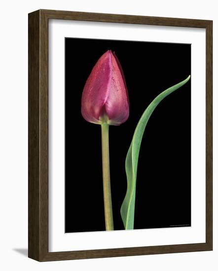 Single Tulip Stem, Maplethorpe Style, Rochester, Michigan, USA-Claudia Adams-Framed Photographic Print