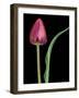 Single Tulip Stem, Maplethorpe Style, Rochester, Michigan, USA-Claudia Adams-Framed Photographic Print