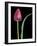 Single Tulip Stem, Maplethorpe Style, Rochester, Michigan, USA-Claudia Adams-Framed Photographic Print