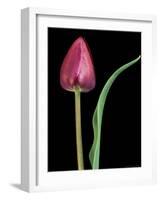 Single Tulip Stem, Maplethorpe Style, Rochester, Michigan, USA-Claudia Adams-Framed Photographic Print