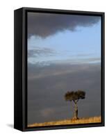 Single Umbrella Thorn Acacia Tree at sunset, Masai Mara Game Reserve, Kenya-Adam Jones-Framed Stretched Canvas