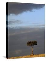 Single Umbrella Thorn Acacia Tree at sunset, Masai Mara Game Reserve, Kenya-Adam Jones-Stretched Canvas