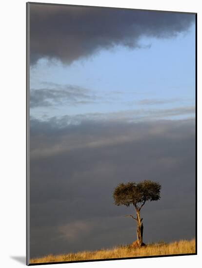 Single Umbrella Thorn Acacia Tree at sunset, Masai Mara Game Reserve, Kenya-Adam Jones-Mounted Photographic Print
