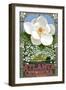 Single White Magnolia - Atlanta, Georgia-Lantern Press-Framed Art Print