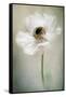 Single White-Jacky Parker-Framed Stretched Canvas