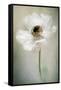 Single White-Jacky Parker-Framed Stretched Canvas