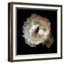 Singled Out - Ranunculus-Magda Indigo-Framed Photographic Print