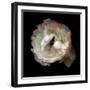 Singled Out - Ranunculus-Magda Indigo-Framed Photographic Print