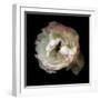 Singled Out - Ranunculus-Magda Indigo-Framed Photographic Print