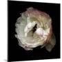 Singled Out - Ranunculus-Magda Indigo-Mounted Photographic Print