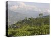 Singtom Tea Garden, Snowy and Cloudy Kandchengzonga Peak in Background, Darjeeling, Himalayas-Eitan Simanor-Stretched Canvas