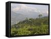 Singtom Tea Garden, Snowy and Cloudy Kandchengzonga Peak in Background, Darjeeling, Himalayas-Eitan Simanor-Framed Stretched Canvas