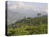 Singtom Tea Garden, Snowy and Cloudy Kandchengzonga Peak in Background, Darjeeling, Himalayas-Eitan Simanor-Stretched Canvas