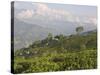Singtom Tea Garden, Snowy and Cloudy Kandchengzonga Peak in Background, Darjeeling, Himalayas-Eitan Simanor-Stretched Canvas