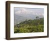 Singtom Tea Garden, Snowy and Cloudy Kandchengzonga Peak in Background, Darjeeling, Himalayas-Eitan Simanor-Framed Photographic Print