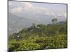Singtom Tea Garden, Snowy and Cloudy Kandchengzonga Peak in Background, Darjeeling, Himalayas-Eitan Simanor-Mounted Photographic Print
