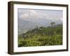 Singtom Tea Garden, Snowy and Cloudy Kandchengzonga Peak in Background, Darjeeling, Himalayas-Eitan Simanor-Framed Photographic Print