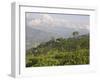 Singtom Tea Garden, Snowy and Cloudy Kandchengzonga Peak in Background, Darjeeling, Himalayas-Eitan Simanor-Framed Photographic Print