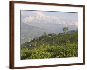 Singtom Tea Garden, Snowy and Cloudy Kandchengzonga Peak in Background, Darjeeling, Himalayas-Eitan Simanor-Framed Photographic Print