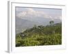 Singtom Tea Garden, Snowy and Cloudy Kandchengzonga Peak in Background, Darjeeling, Himalayas-Eitan Simanor-Framed Photographic Print