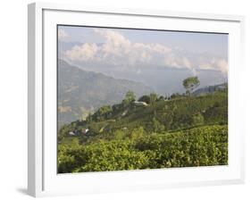 Singtom Tea Garden, Snowy and Cloudy Kandchengzonga Peak in Background, Darjeeling, Himalayas-Eitan Simanor-Framed Photographic Print