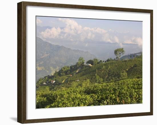 Singtom Tea Garden, Snowy and Cloudy Kandchengzonga Peak in Background, Darjeeling, Himalayas-Eitan Simanor-Framed Photographic Print