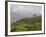 Singtom Tea Garden, Snowy and Cloudy Kandchengzonga Peak in Background, Darjeeling, Himalayas-Eitan Simanor-Framed Photographic Print