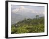 Singtom Tea Garden, Snowy and Cloudy Kandchengzonga Peak in Background, Darjeeling, Himalayas-Eitan Simanor-Framed Photographic Print