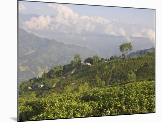 Singtom Tea Garden, Snowy and Cloudy Kandchengzonga Peak in Background, Darjeeling, Himalayas-Eitan Simanor-Mounted Photographic Print