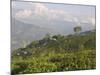 Singtom Tea Garden, Snowy and Cloudy Kandchengzonga Peak in Background, Darjeeling, Himalayas-Eitan Simanor-Mounted Photographic Print