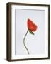 Singular Poppy - Style-Sarah Hart Morgan-Framed Giclee Print