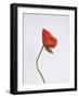 Singular Poppy - Style-Sarah Hart Morgan-Framed Giclee Print