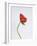 Singular Poppy - Style-Sarah Hart Morgan-Framed Giclee Print