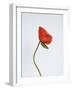 Singular Poppy - Style-Sarah Hart Morgan-Framed Giclee Print