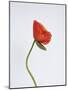 Singular Poppy - Style-Sarah Hart Morgan-Mounted Giclee Print