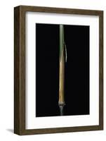 Sinobambusa Tootsik (Chinese Temple Bamboo) - Young Culm-Paul Starosta-Framed Photographic Print