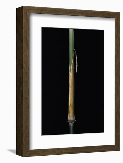 Sinobambusa Tootsik (Chinese Temple Bamboo) - Young Culm-Paul Starosta-Framed Photographic Print