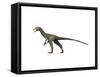 Sinocalliopteryx Dinosaur-null-Framed Stretched Canvas