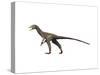Sinocalliopteryx Dinosaur-null-Stretched Canvas